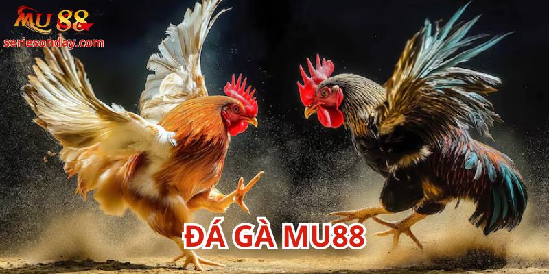 Đá gà Mu88 mang đến nền tảng giải trí tuyệt vời