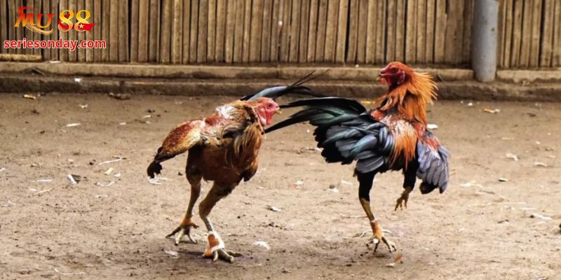 Vài lưu ý cần biết khi chọn gà chiến
