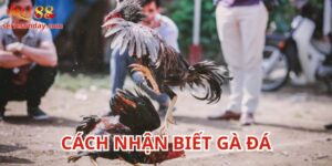 Cách Nhận Biết Gà Đá để tối ưu cá cược